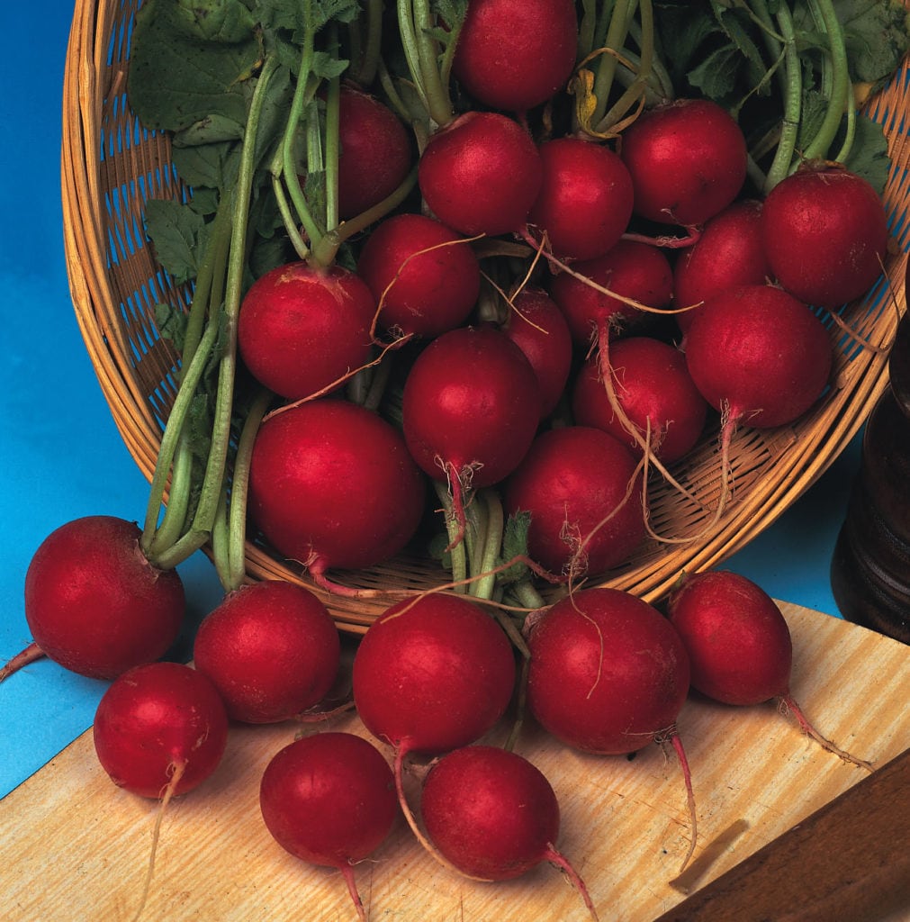 Organic Radish Scarlet Globe Kings Seeds Direct