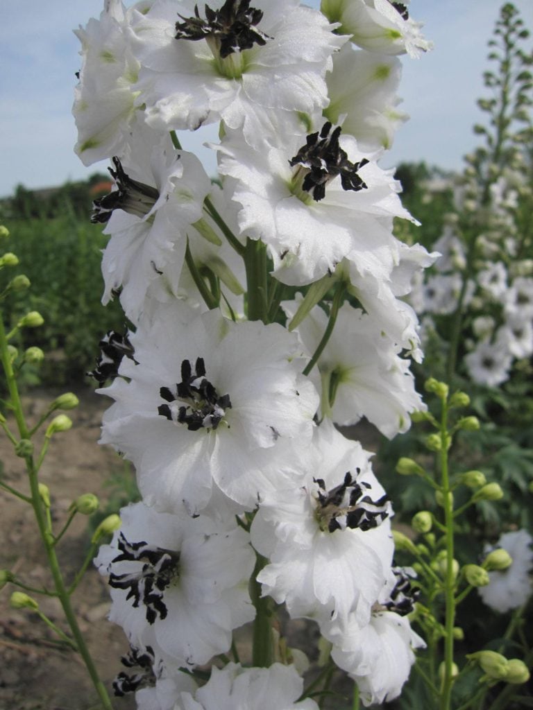 Delphinium Pacific Giants Galahad Kings Seeds Direct