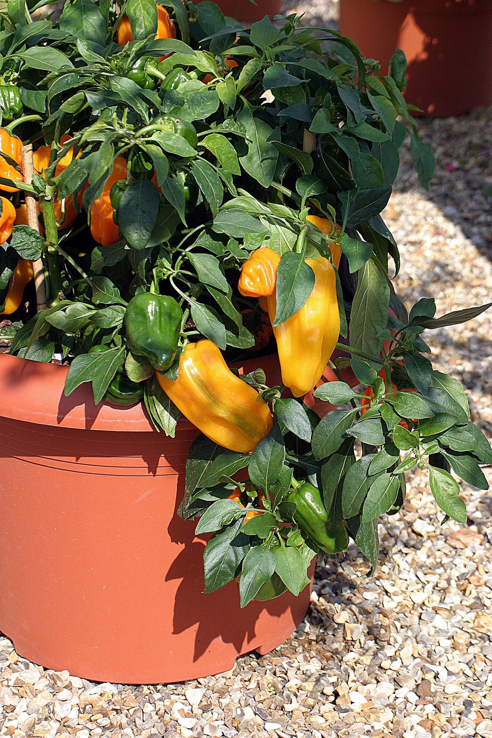 Mohawk F1 Sweet Pepper Kings Seeds Direct