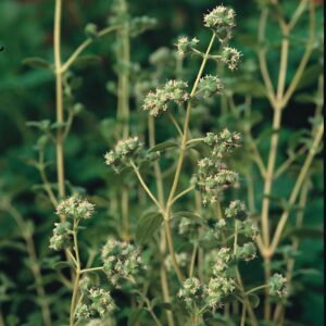 Marjoram