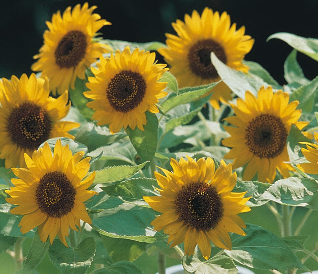 Helianthus (Sunflower) – Big Smile – Kings Seeds Direct