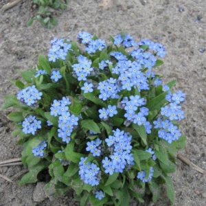 Forget Me Not (Dwarf) Seeds - Ultramarine