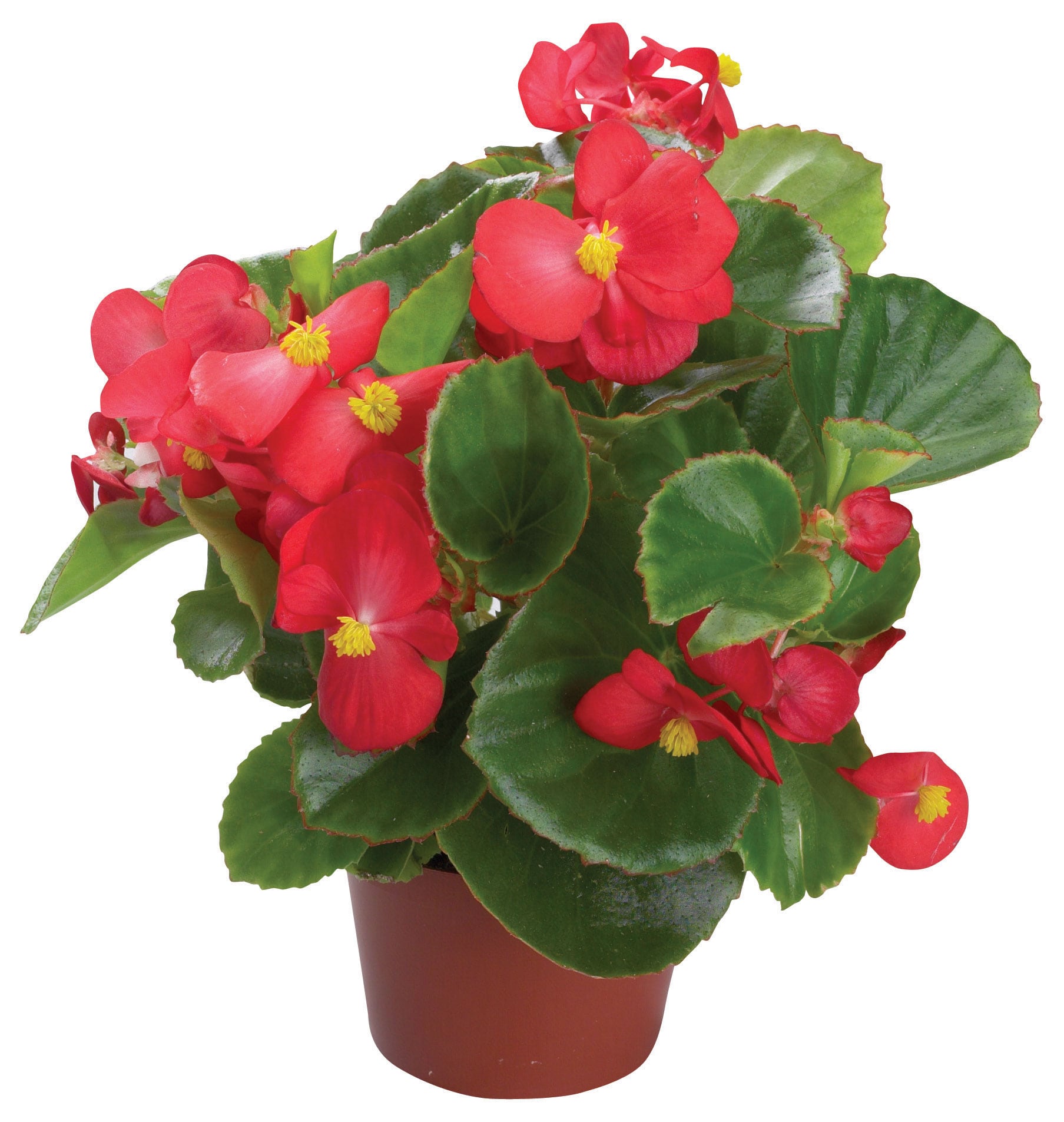 Begonia – Emperor Red Pellets F1 – Kings Seeds Direct