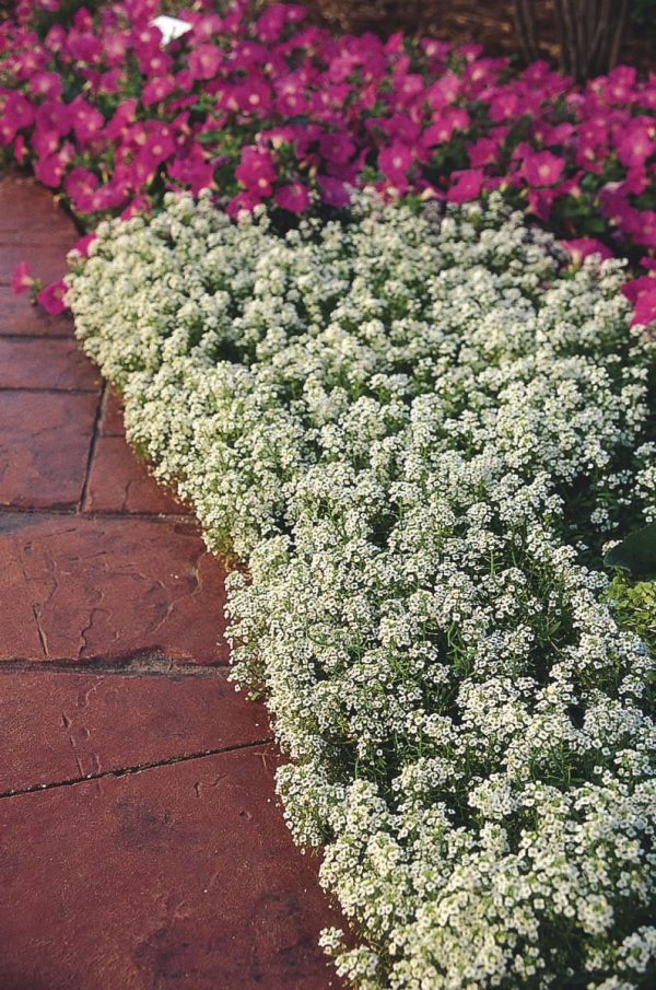 Alyssum – Snow Crystals – Kings Seeds Direct