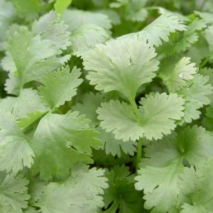 Coriander