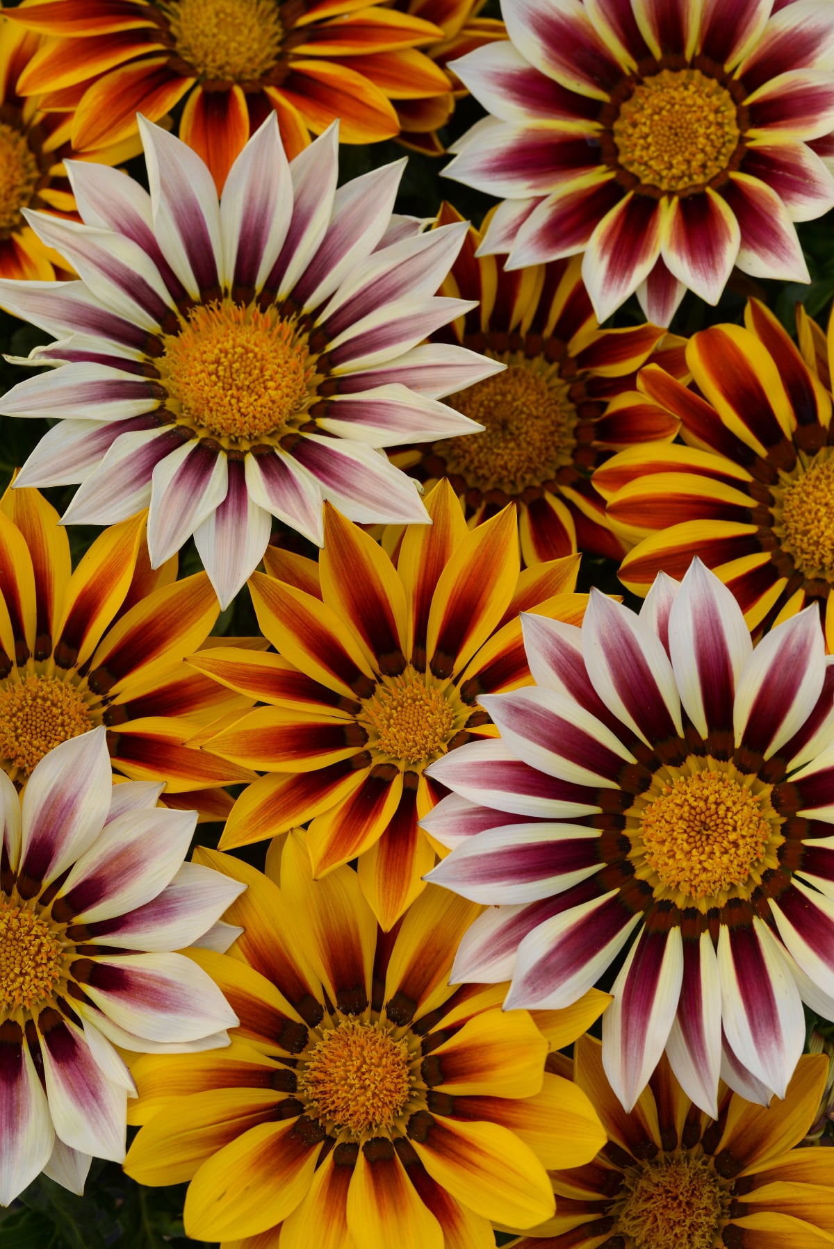 Gazania – New Day Tiger Stripes – Kings Seeds Direct