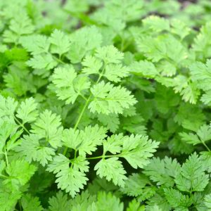 Chervil