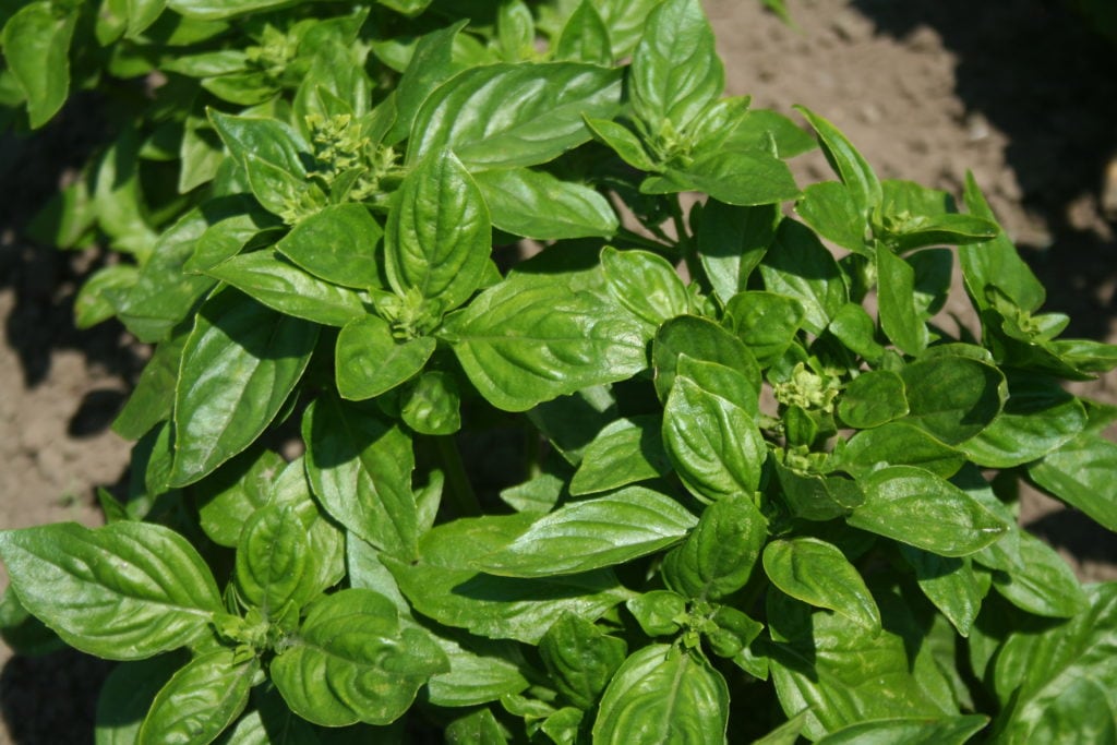 basil-british-kings-seeds-direct