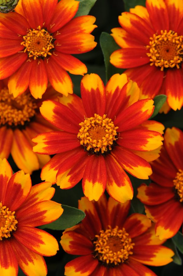 Zinnia Marylandica Zahara Sunburst – Kings Seeds Direct