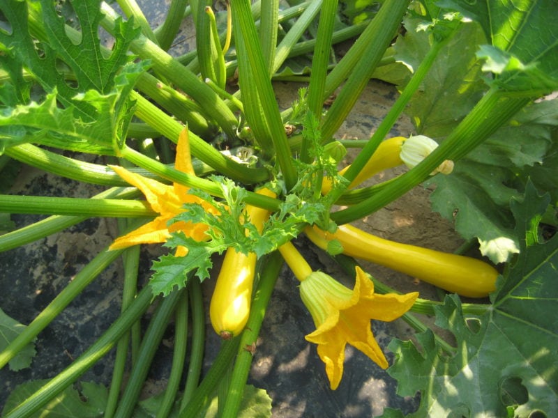Courgette Orelia F1 – Kings Seeds Direct