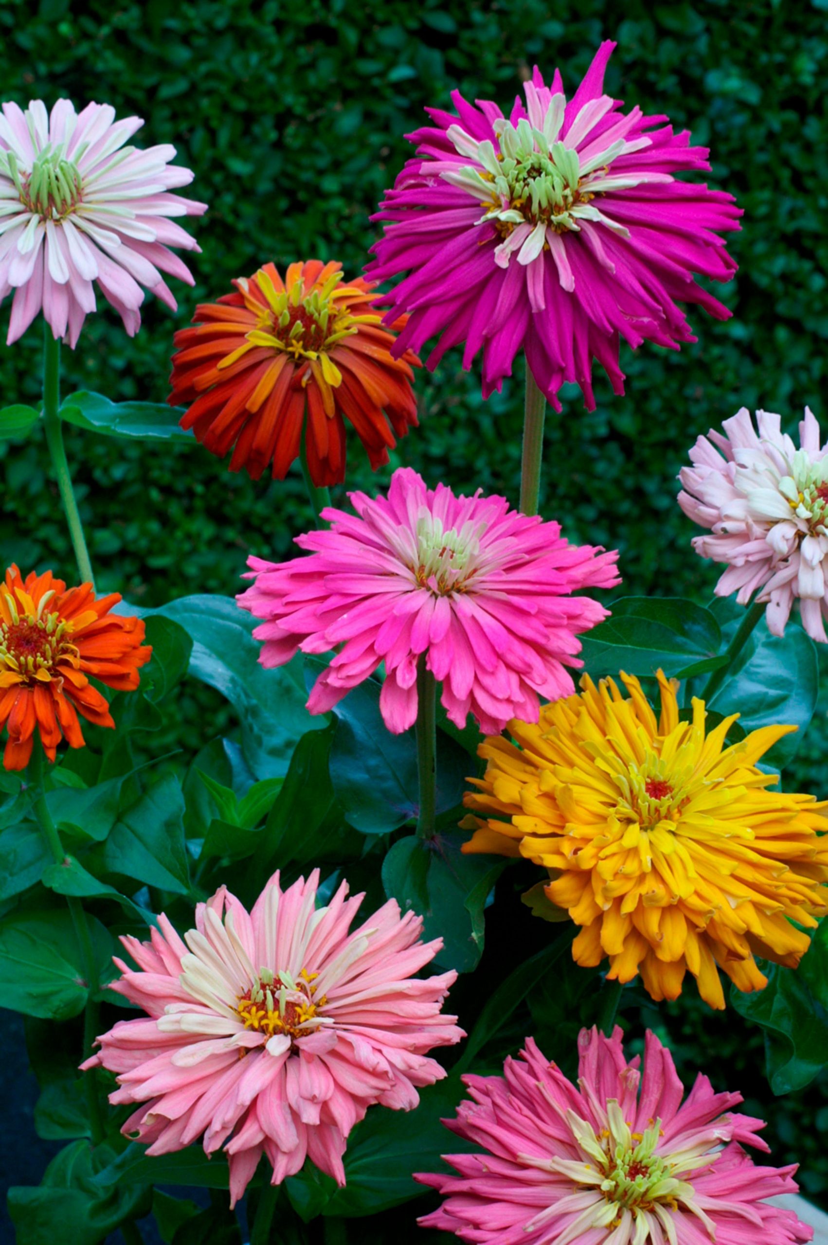 Zinnia Elegans Giant Cactus Flowered Kings Seeds Direct