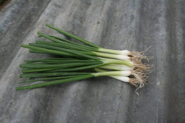 spring onion seeds