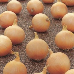 Autumn Planting Onion Sets