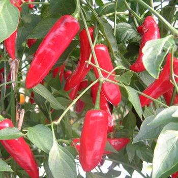 Serenade Chilli Pepper – Kings Seeds Direct