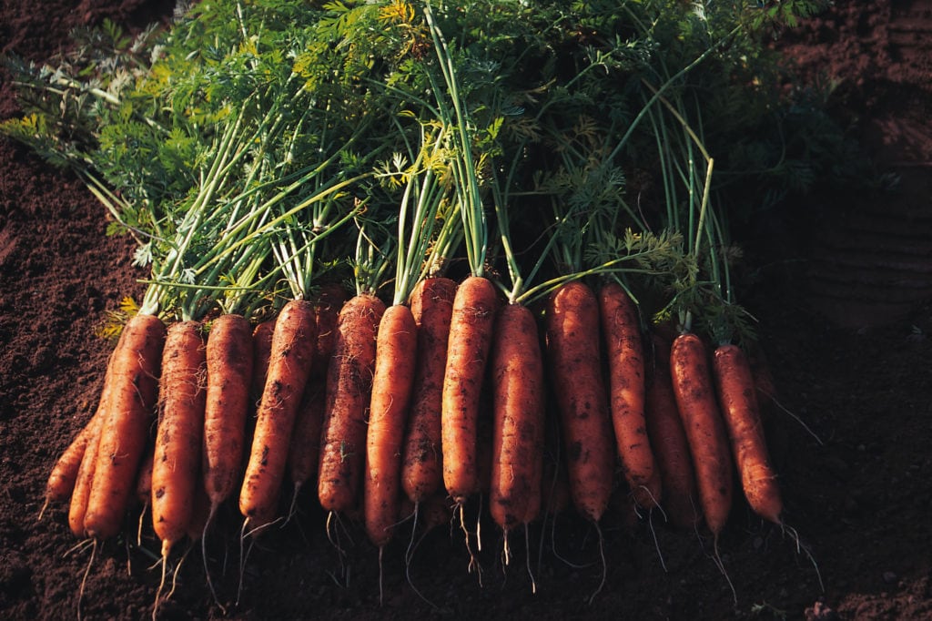 Carrot Nairobi F1 – Kings Seeds Direct