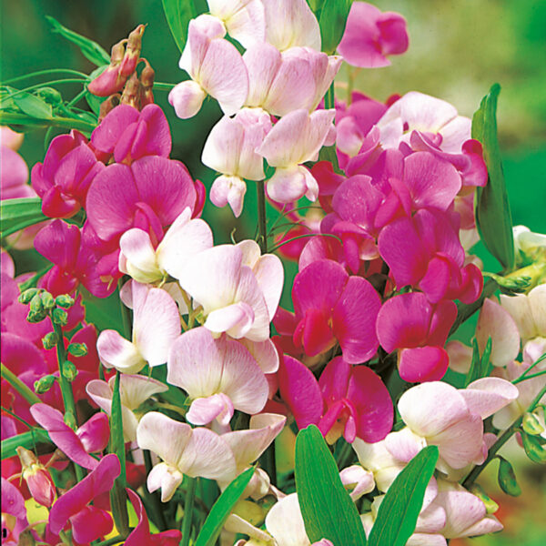 Picture of ever lasting sweet peas