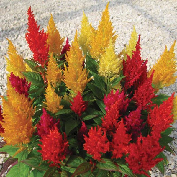 celosia century mixed flower seeds