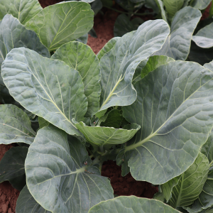 Spring green cabbage verve