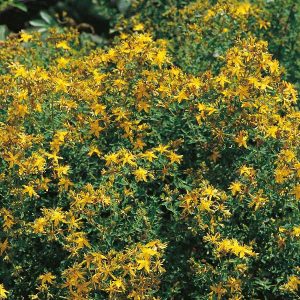 St Johns Wort