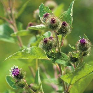 Burdock