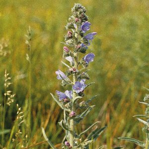 Vipers Bugloss