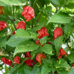 Carolina Reaper Chilli Peppers growing on a plant