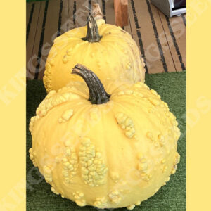 Yellow warted pumpkins